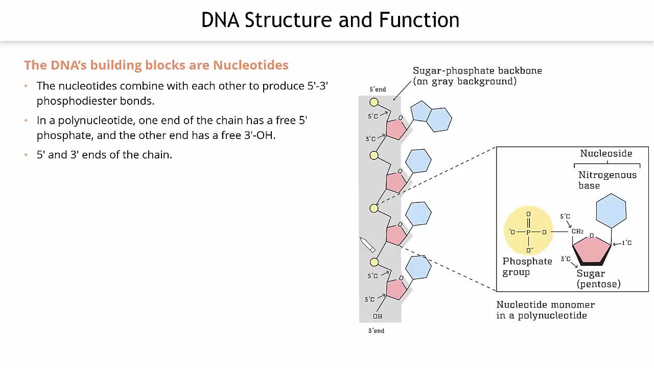 How do phosphodiester bonds function in DNA?, image size:1280x720
