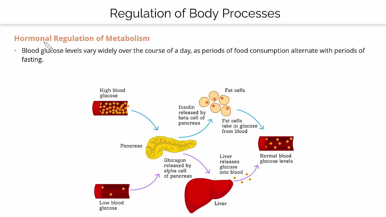 Where is Sugar Removed from the Blood? Unveil the Process!