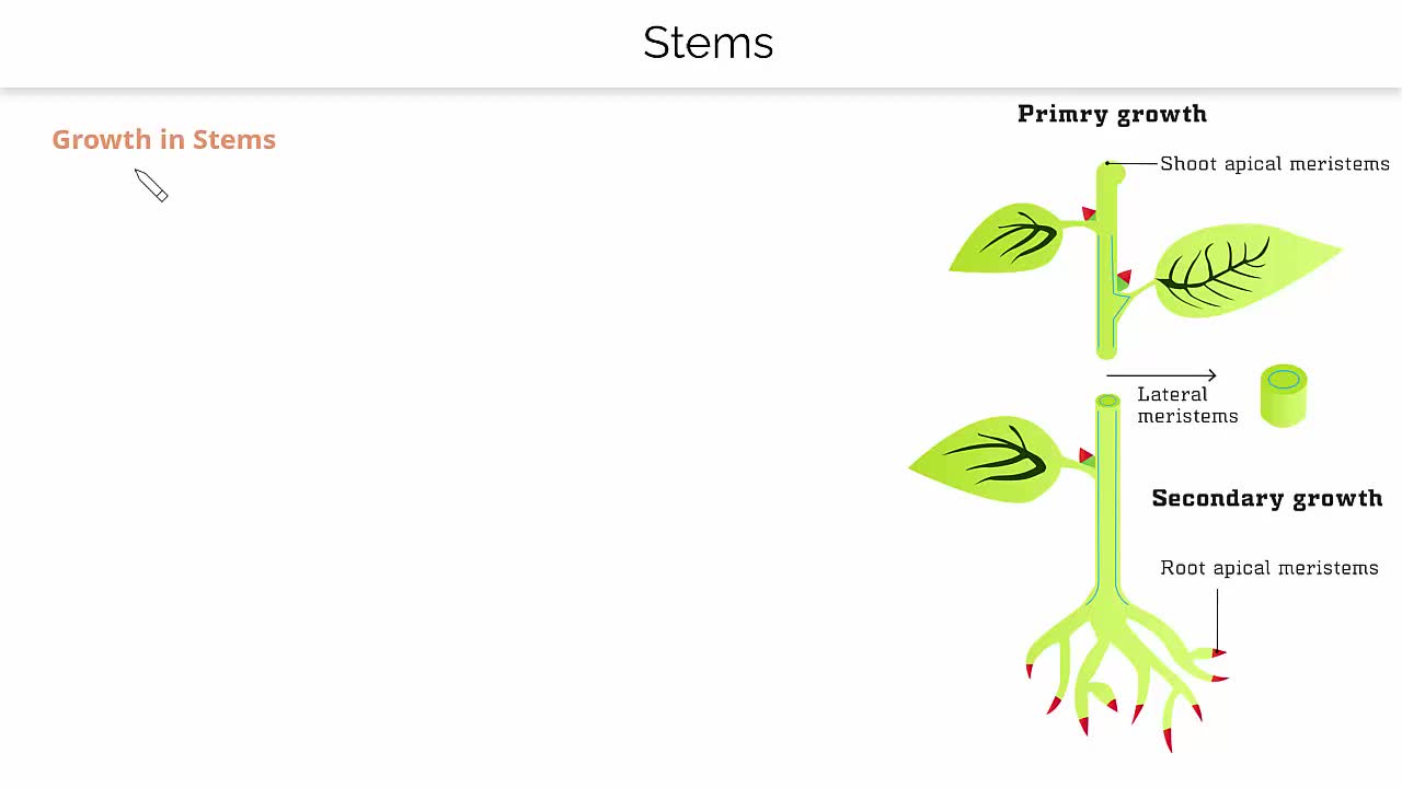 Apical Meristem Vs Lateral Meristem Classify The Maristematic Cells On
