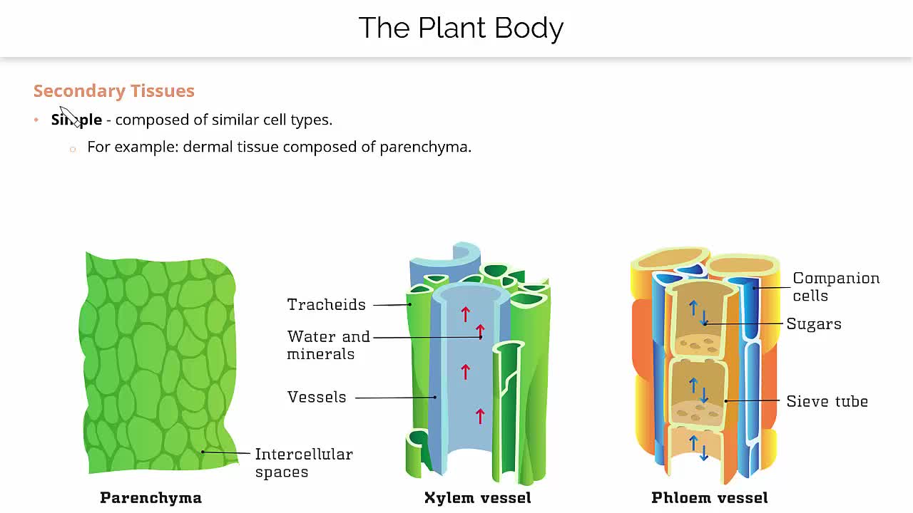 PDF) The development and ultrastructure of the testa and tracheid bar  inErythrina lysistemon Hutch. (Leguminosae: Papilionoideae), image size:1280x720